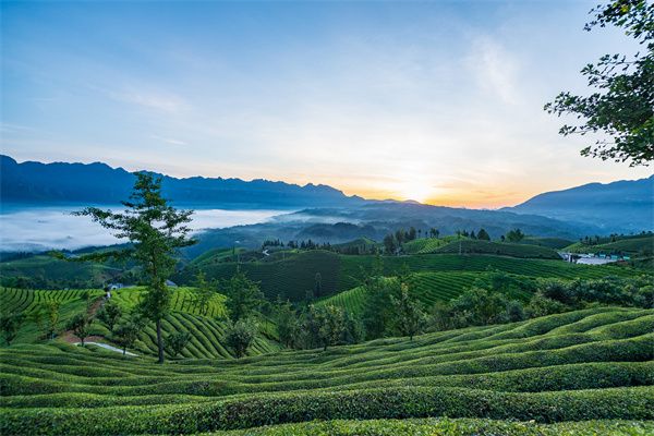 千庫網(wǎng)_湖北恩施鶴峰縣走馬鎮木耳山茶園_攝影圖編號21143538.jpg